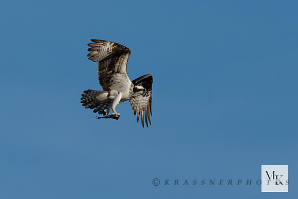 IMG_9990