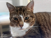 Pet Photos
