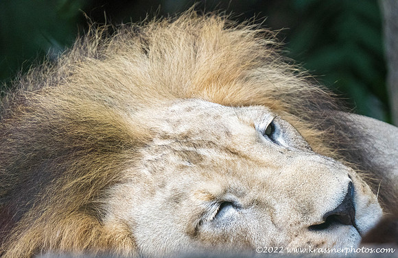 Naples_Zoodsc00494_20220920_1-wm